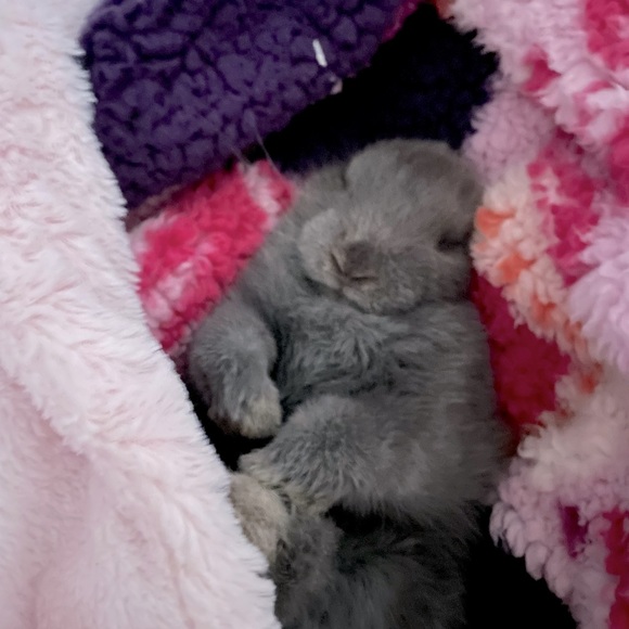 💜🩷Hi!! I’m BUNNI!!🩷💜 - Picture 4 of 9